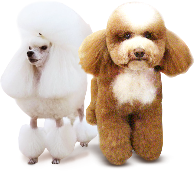 dog-1