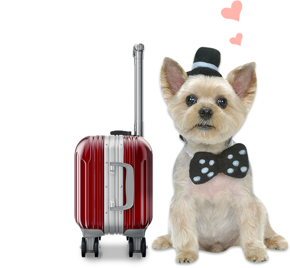 dog-luggage