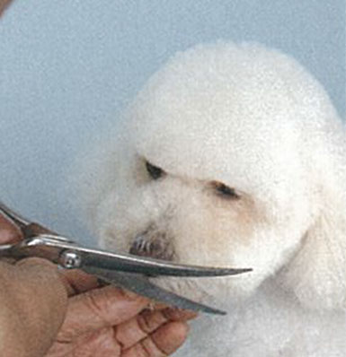 dog1