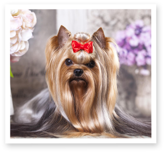 dog1