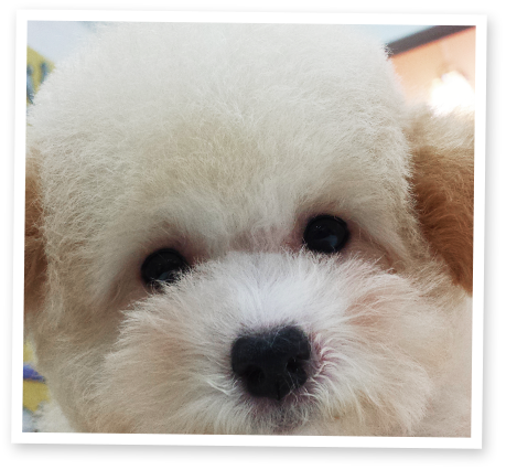 dog2