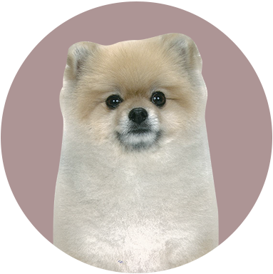 dog2