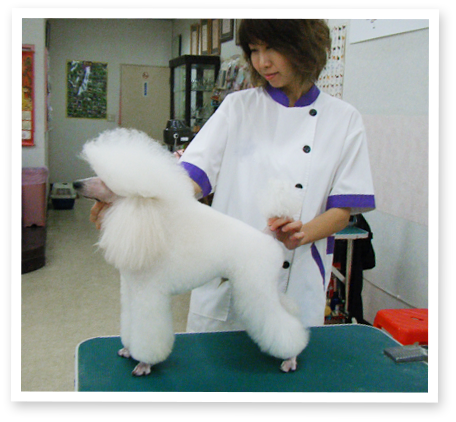 dog3