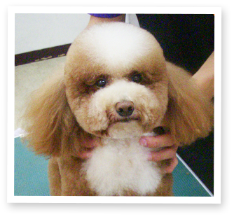 dog4