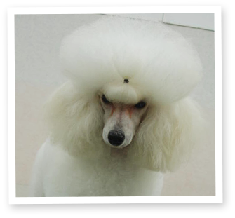 dog5