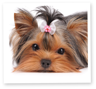 dog9